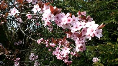 Prunus cerasifera